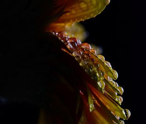 Preview wallpaper flower, petals, drops, wet, macro