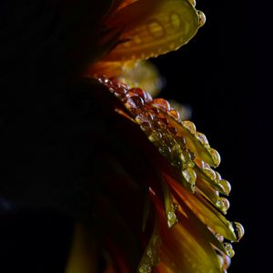 Preview wallpaper flower, petals, drops, wet, macro
