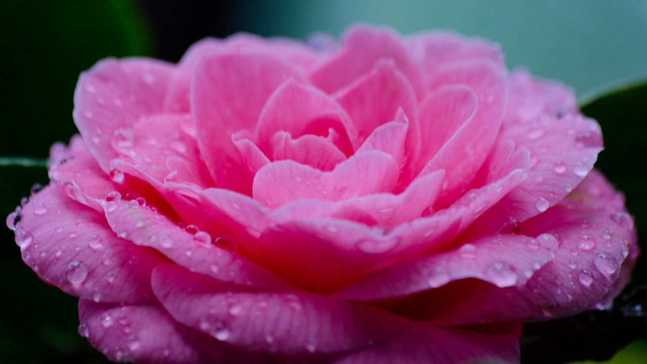 Wallpaper flower, petals, drops, wet, macro, pink