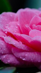 Preview wallpaper flower, petals, drops, wet, macro, pink