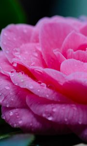 Preview wallpaper flower, petals, drops, wet, macro, pink