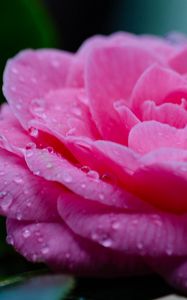 Preview wallpaper flower, petals, drops, wet, macro, pink