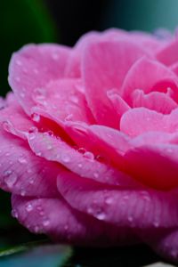 Preview wallpaper flower, petals, drops, wet, macro, pink