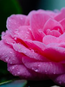 Preview wallpaper flower, petals, drops, wet, macro, pink
