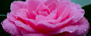 Preview wallpaper flower, petals, drops, wet, macro, pink