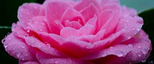 Preview wallpaper flower, petals, drops, wet, macro, pink