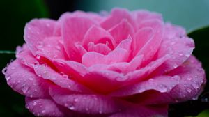 Preview wallpaper flower, petals, drops, wet, macro, pink