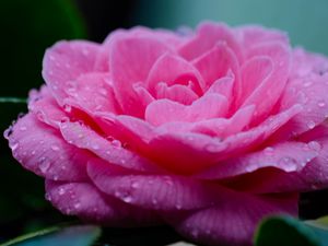 Preview wallpaper flower, petals, drops, wet, macro, pink