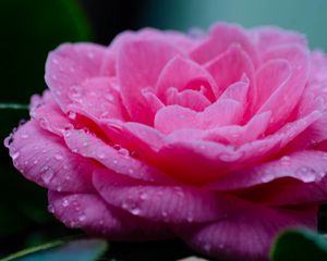 Preview wallpaper flower, petals, drops, wet, macro, pink