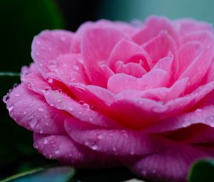 Preview wallpaper flower, petals, drops, wet, macro, pink