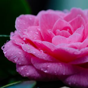 Preview wallpaper flower, petals, drops, wet, macro, pink