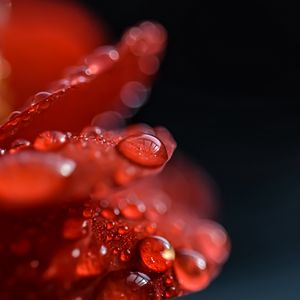 Preview wallpaper flower, petals, drops, wet, macro, red