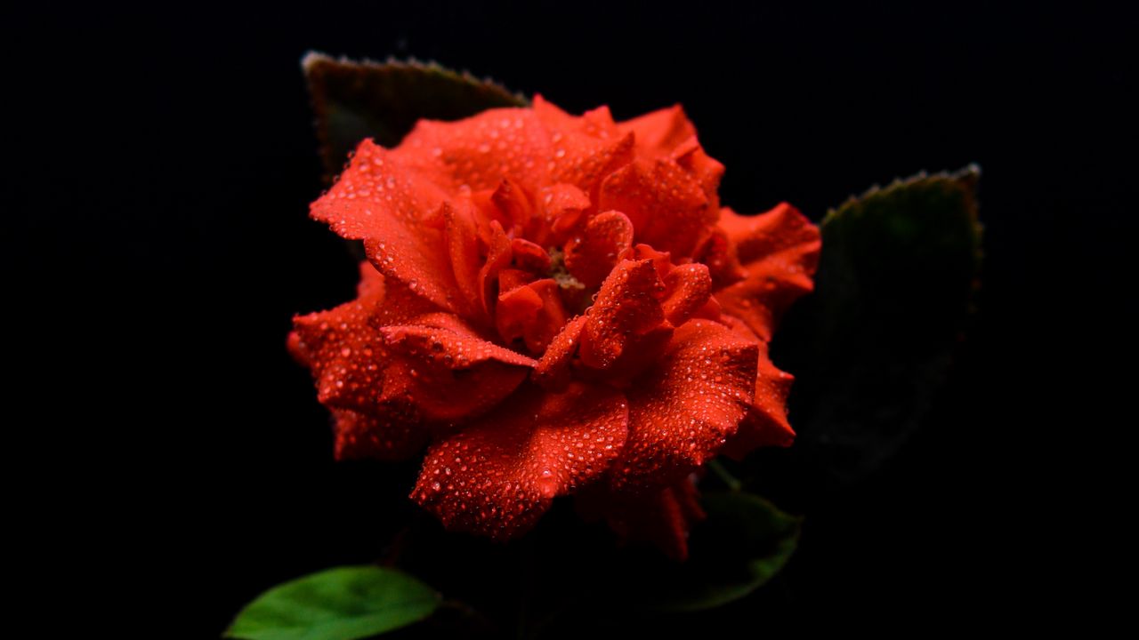 Wallpaper flower, petals, drops, macro, red, black