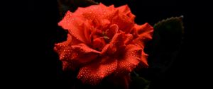 Preview wallpaper flower, petals, drops, macro, red, black