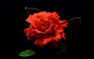 Preview wallpaper flower, petals, drops, macro, red, black