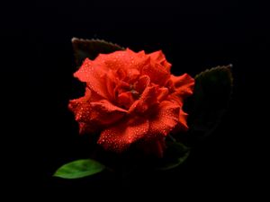 Preview wallpaper flower, petals, drops, macro, red, black