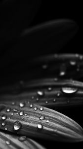 Preview wallpaper flower, petals, drops, macro, black and white