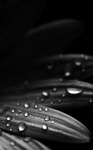 Preview wallpaper flower, petals, drops, macro, black and white