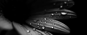 Preview wallpaper flower, petals, drops, macro, black and white