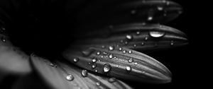 Preview wallpaper flower, petals, drops, macro, black and white