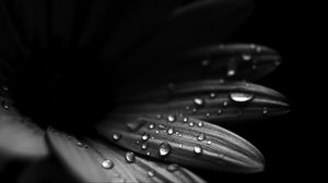 Preview wallpaper flower, petals, drops, macro, black and white