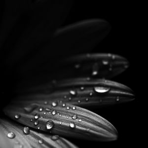 Preview wallpaper flower, petals, drops, macro, black and white