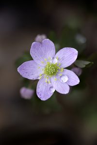 Preview wallpaper flower, petals, drops, macro