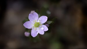 Preview wallpaper flower, petals, drops, macro