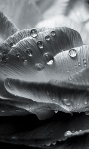 Preview wallpaper flower, petals, drops, wet, macro, black and white