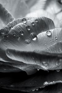 Preview wallpaper flower, petals, drops, wet, macro, black and white