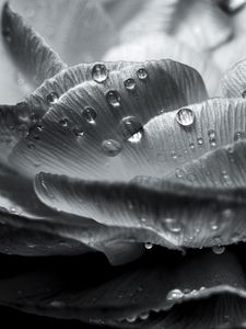 Preview wallpaper flower, petals, drops, wet, macro, black and white