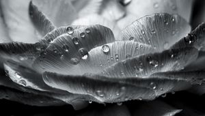 Preview wallpaper flower, petals, drops, wet, macro, black and white