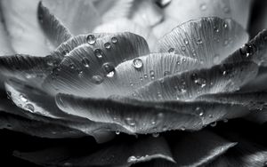 Preview wallpaper flower, petals, drops, wet, macro, black and white