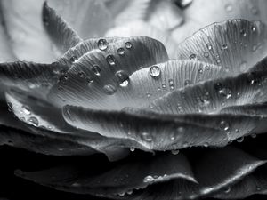 Preview wallpaper flower, petals, drops, wet, macro, black and white