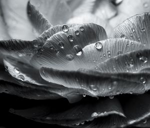 Preview wallpaper flower, petals, drops, wet, macro, black and white