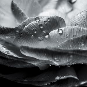 Preview wallpaper flower, petals, drops, wet, macro, black and white