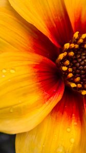 Preview wallpaper flower, petals, drops, wet, macro, yellow