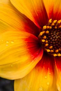 Preview wallpaper flower, petals, drops, wet, macro, yellow