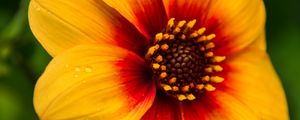 Preview wallpaper flower, petals, drops, wet, macro, yellow