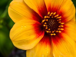 Preview wallpaper flower, petals, drops, wet, macro, yellow