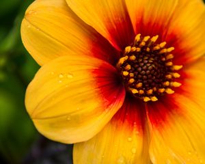 Preview wallpaper flower, petals, drops, wet, macro, yellow