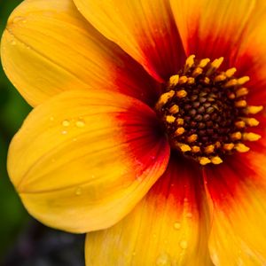 Preview wallpaper flower, petals, drops, wet, macro, yellow