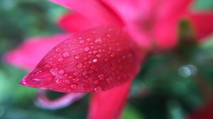 Preview wallpaper flower, petals, drops, macro, pink