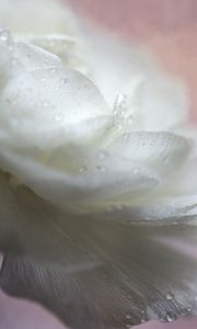 Preview wallpaper flower, petals, drops, macro, white