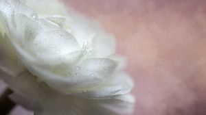 Preview wallpaper flower, petals, drops, macro, white
