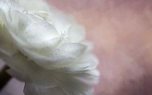 Preview wallpaper flower, petals, drops, macro, white