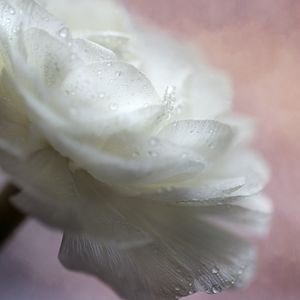 Preview wallpaper flower, petals, drops, macro, white