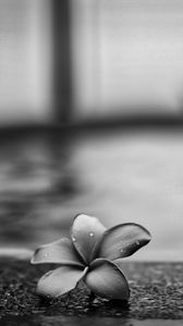 Preview wallpaper flower, petals, drops, asphalt, black and white, macro