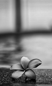 Preview wallpaper flower, petals, drops, asphalt, black and white, macro