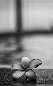 Preview wallpaper flower, petals, drops, asphalt, black and white, macro